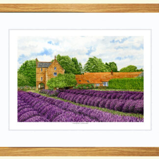 Framed Print, Norfolk Lavender (m)