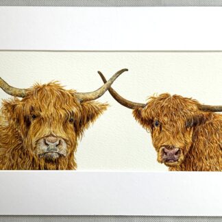 Highland cattle, Mounted print.